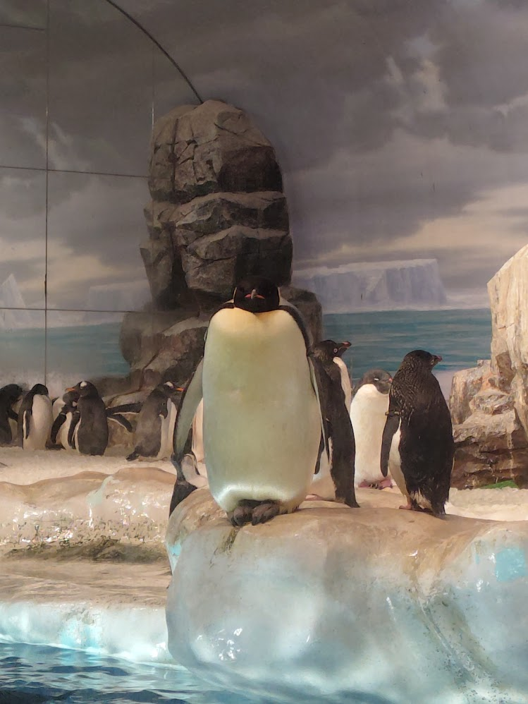 エンペラーペンギン＠名古屋港水族館